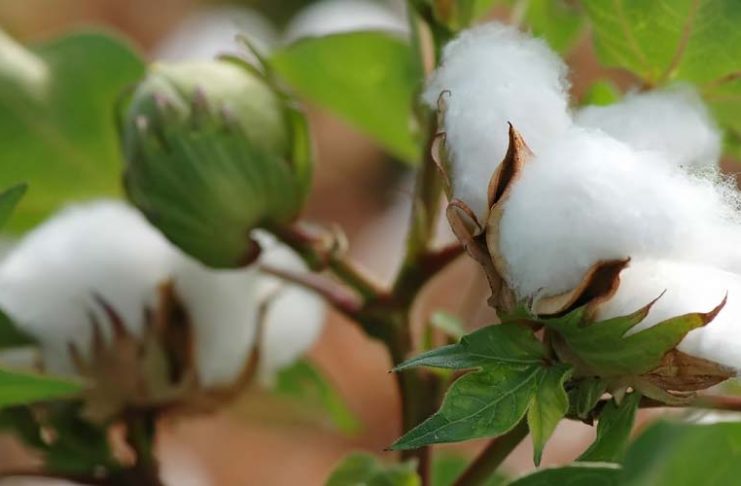 εσπερίδες δοβ αύξηση αξίας βαμβακοκαλλιέργειας